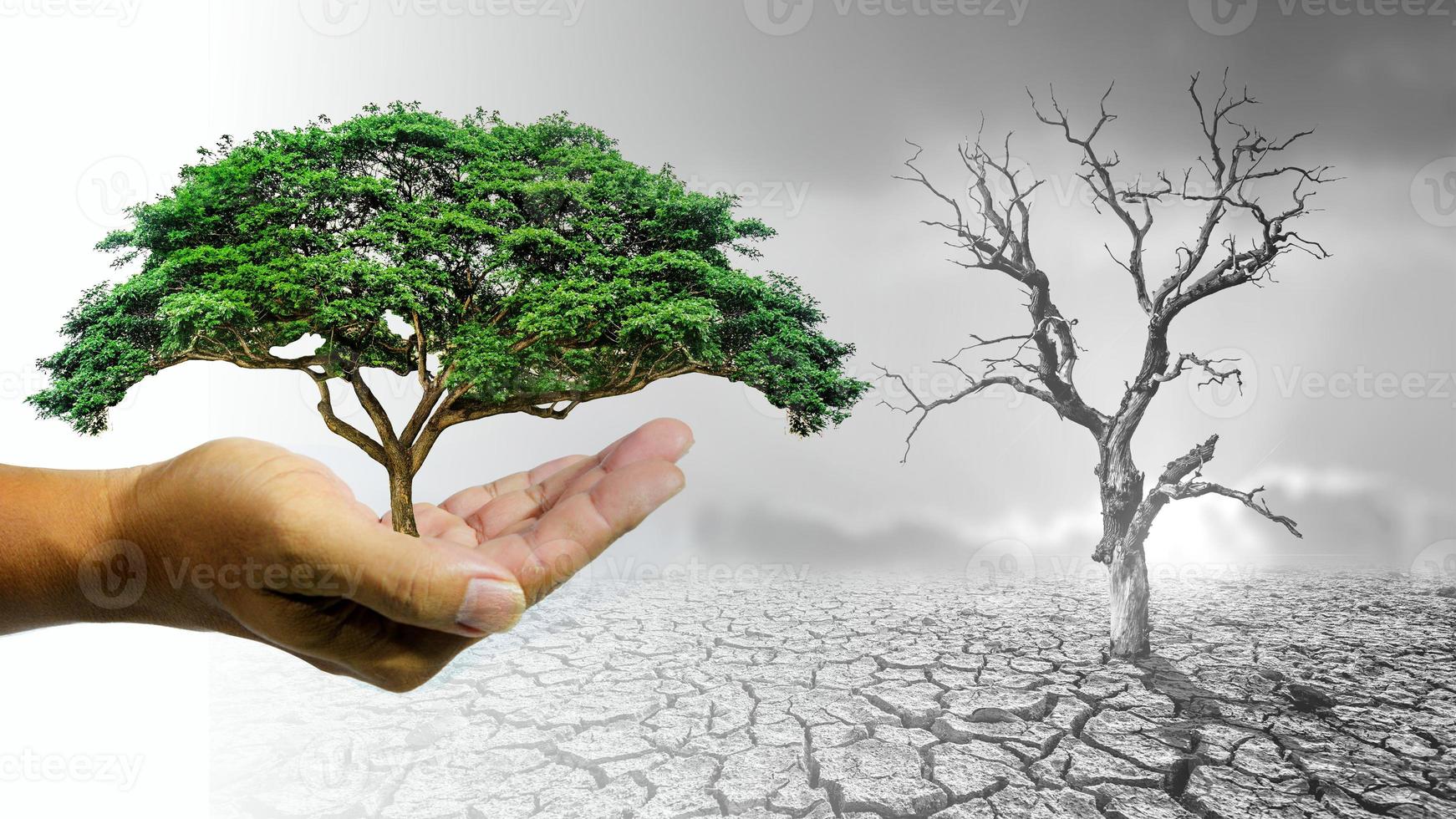 ideeën voor het planten van bomen om het milieu te beschermen. plant in de hand klaar om te planten foto