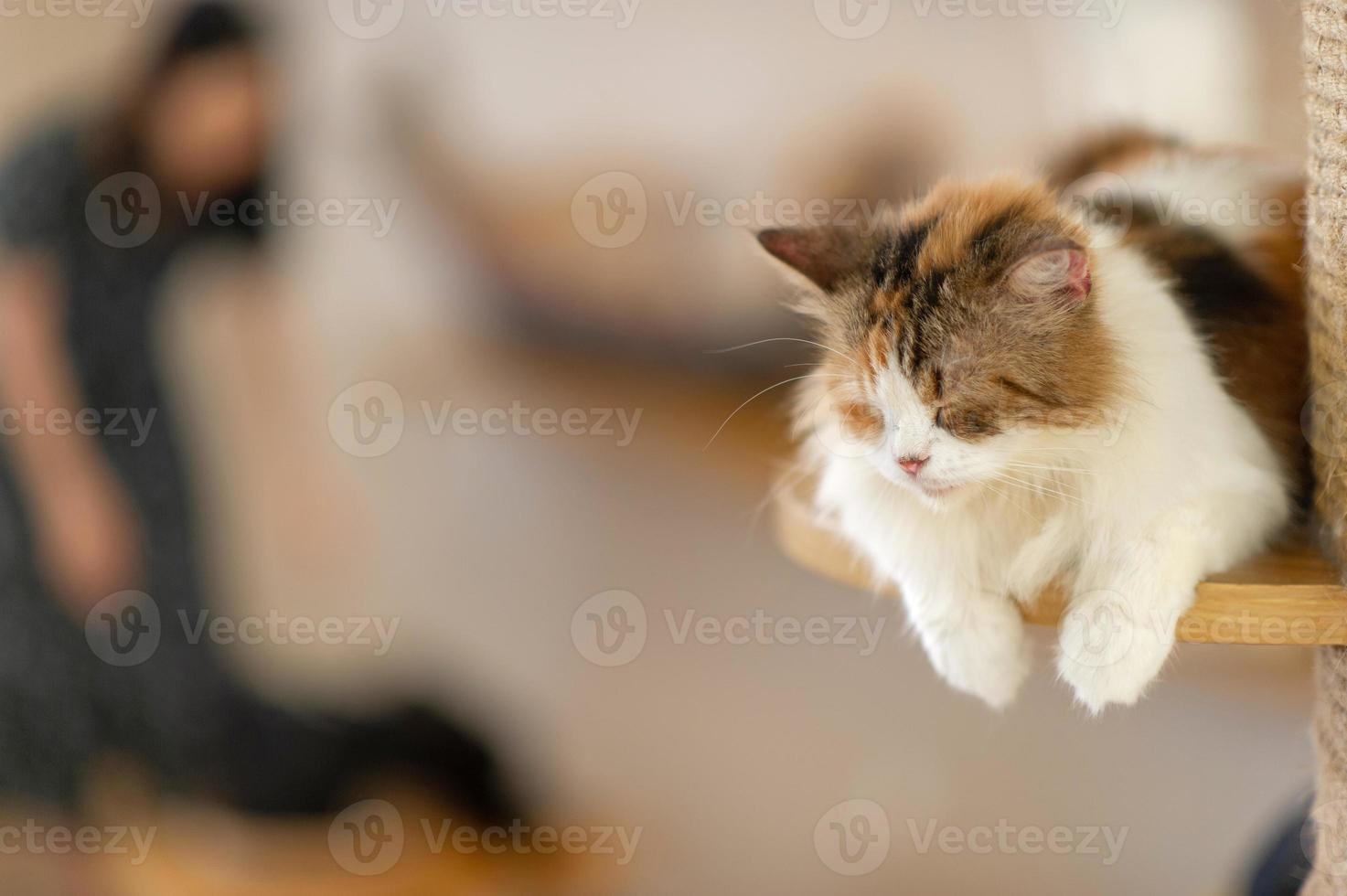 schattige en speelse katten die in huis zitten, het concept van de trouwe minnaar foto