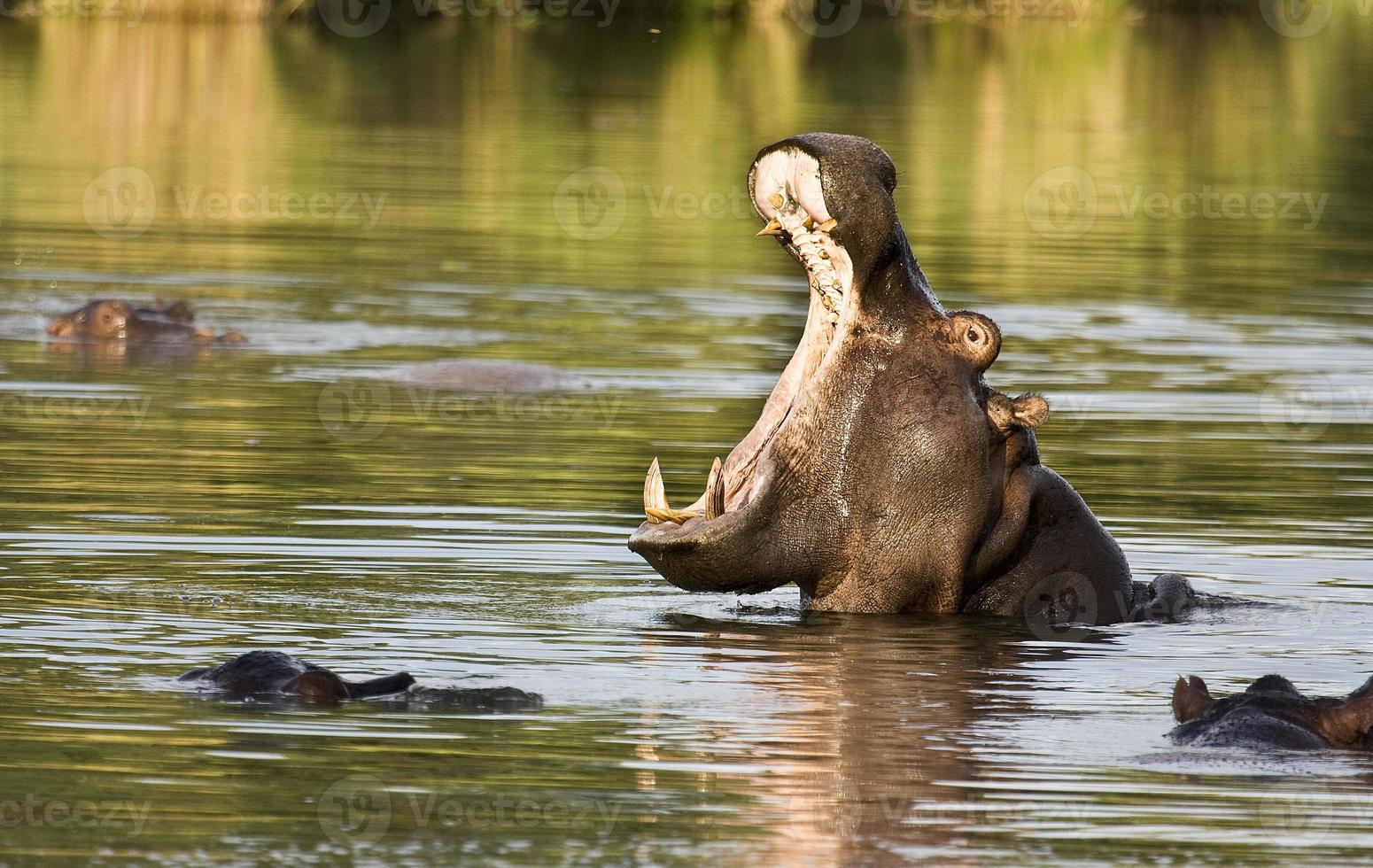 wild nijlpaard geeuwen in de rivier, kruger park foto