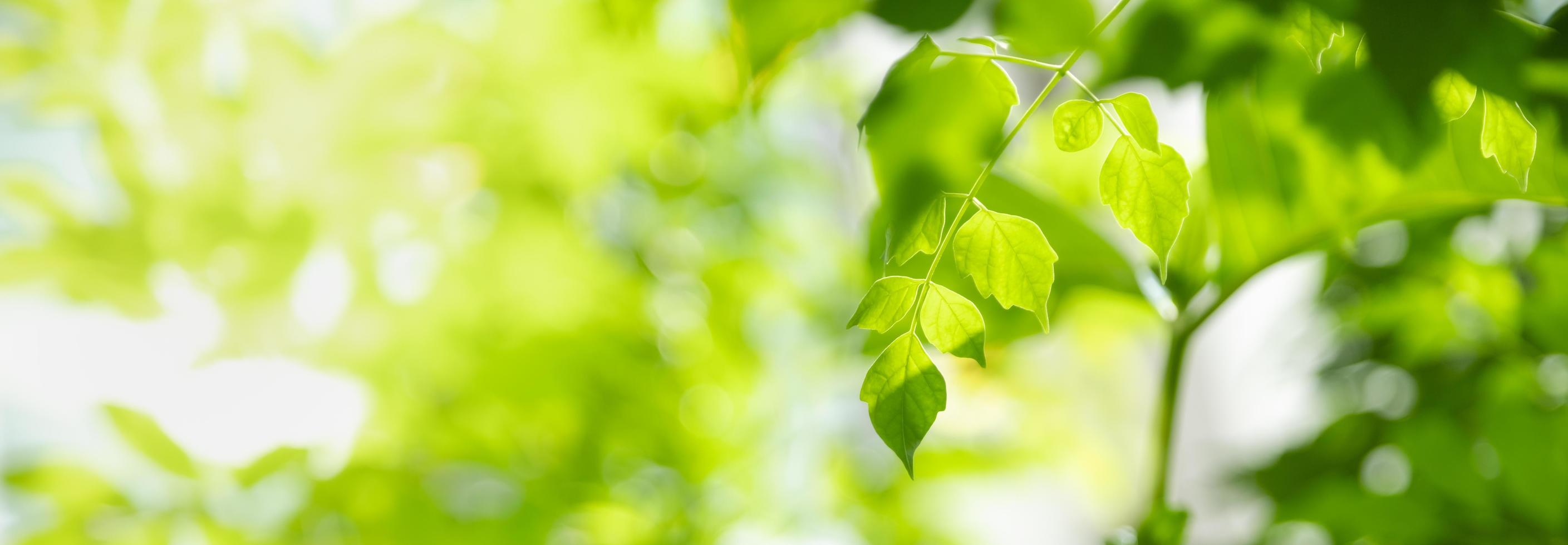 close-up van de natuur weergave groen blad op wazig groen achtergrond onder zonlicht met bokeh en kopieer ruimte als achtergrond natuurlijke planten landschap, ecologie dekking concept. foto