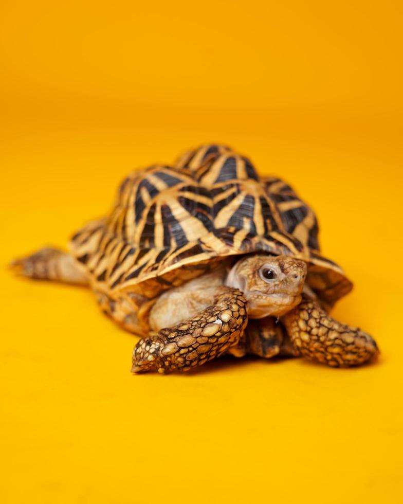 indian star zijn zeer zeldzame reptielen, deze dieren worden ook geclassificeerd als oude dieren omdat ze honderden jaren oud kunnen zijn. de schildpad, die alleen op het land kan leven, kan niet in het water leven. foto