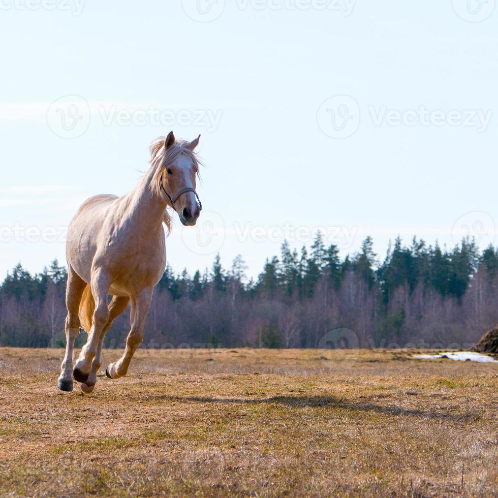 mooie paardenrennen foto