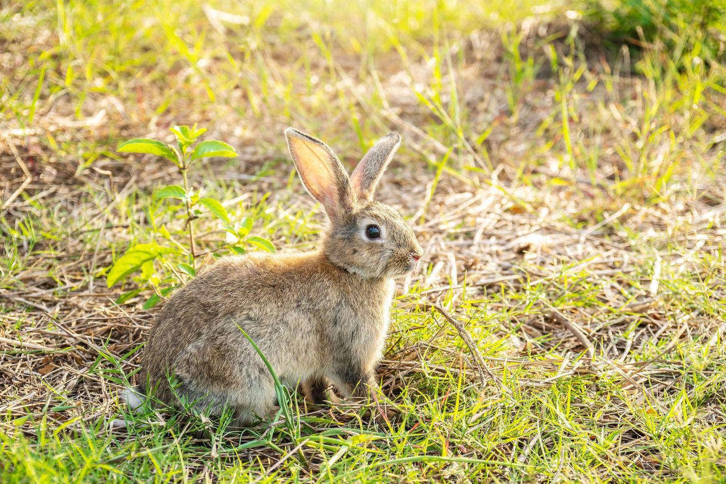 portret van een schattige pluizige konijn bruine kleur met grote oren, groene bloemenweide in een lentebos met een mooie onscherpe achtergrond. concept voor de voorjaarsvakantie foto