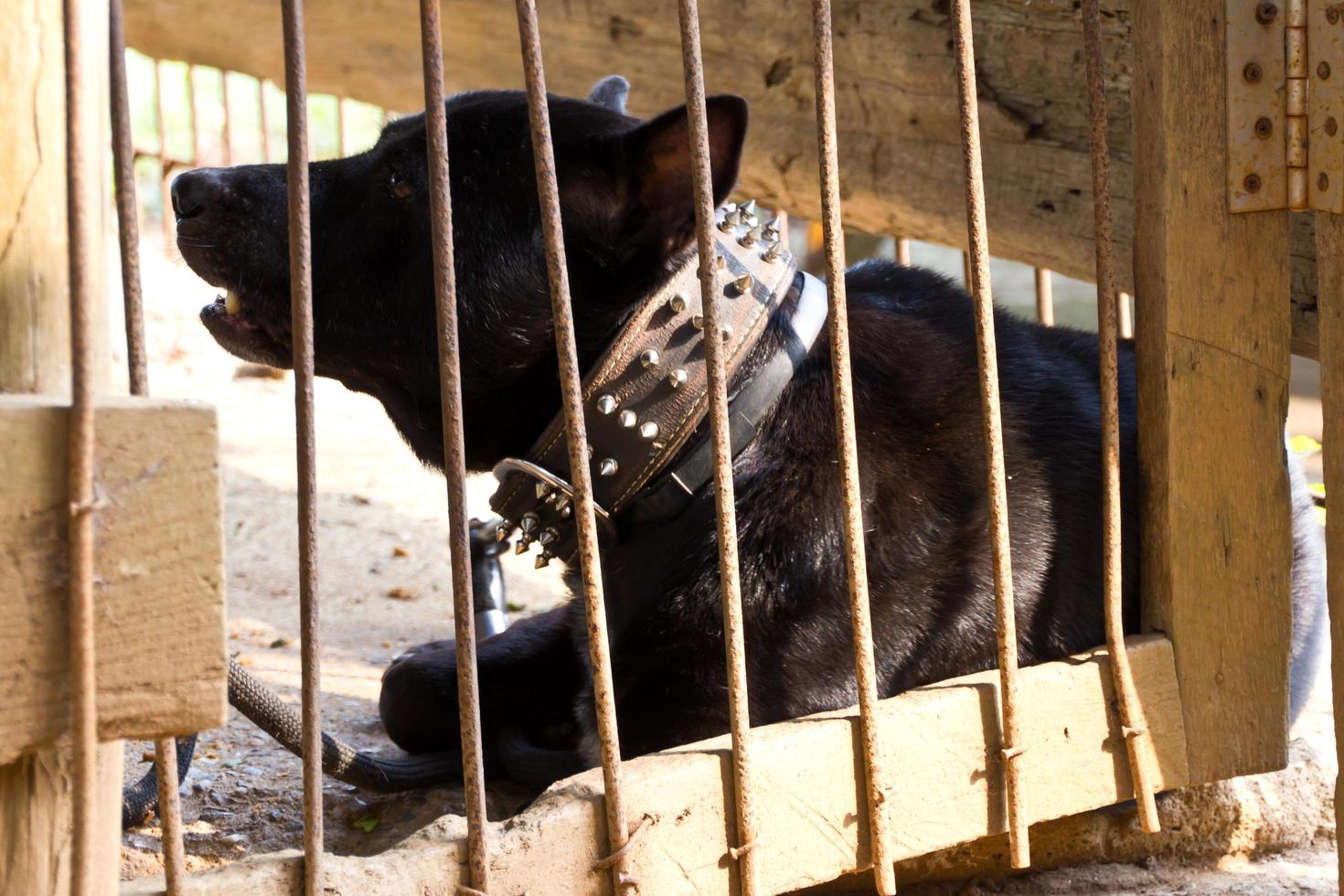 zwarte hond werd achtergelaten in de kooi. foto