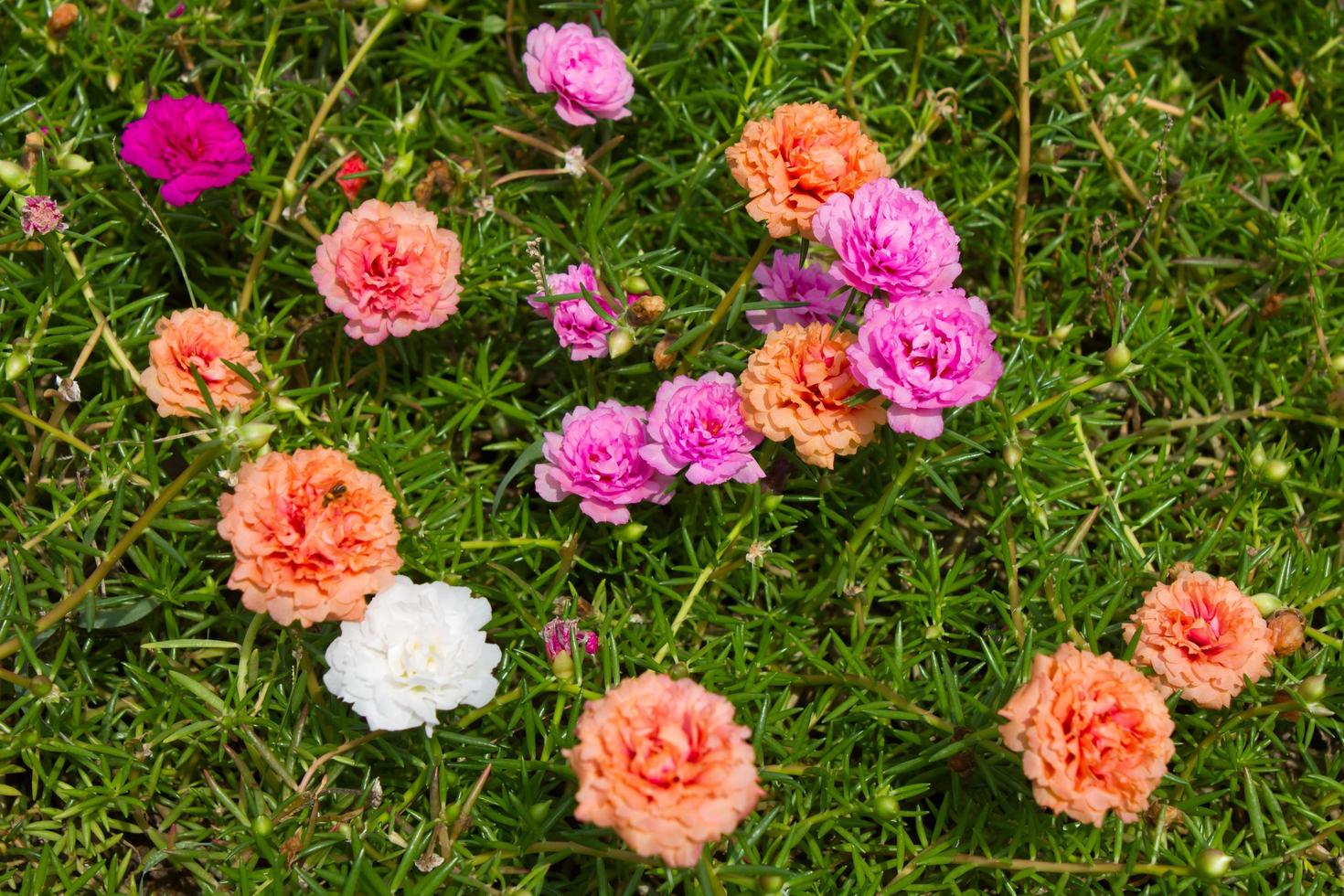 kleine gewone bloemen prachtig. foto