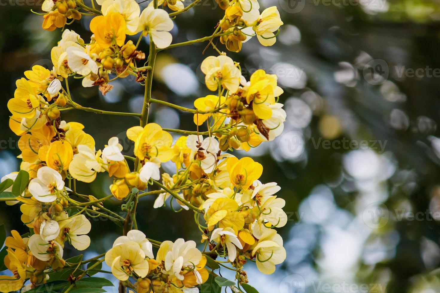 gele bloemen close-up foto