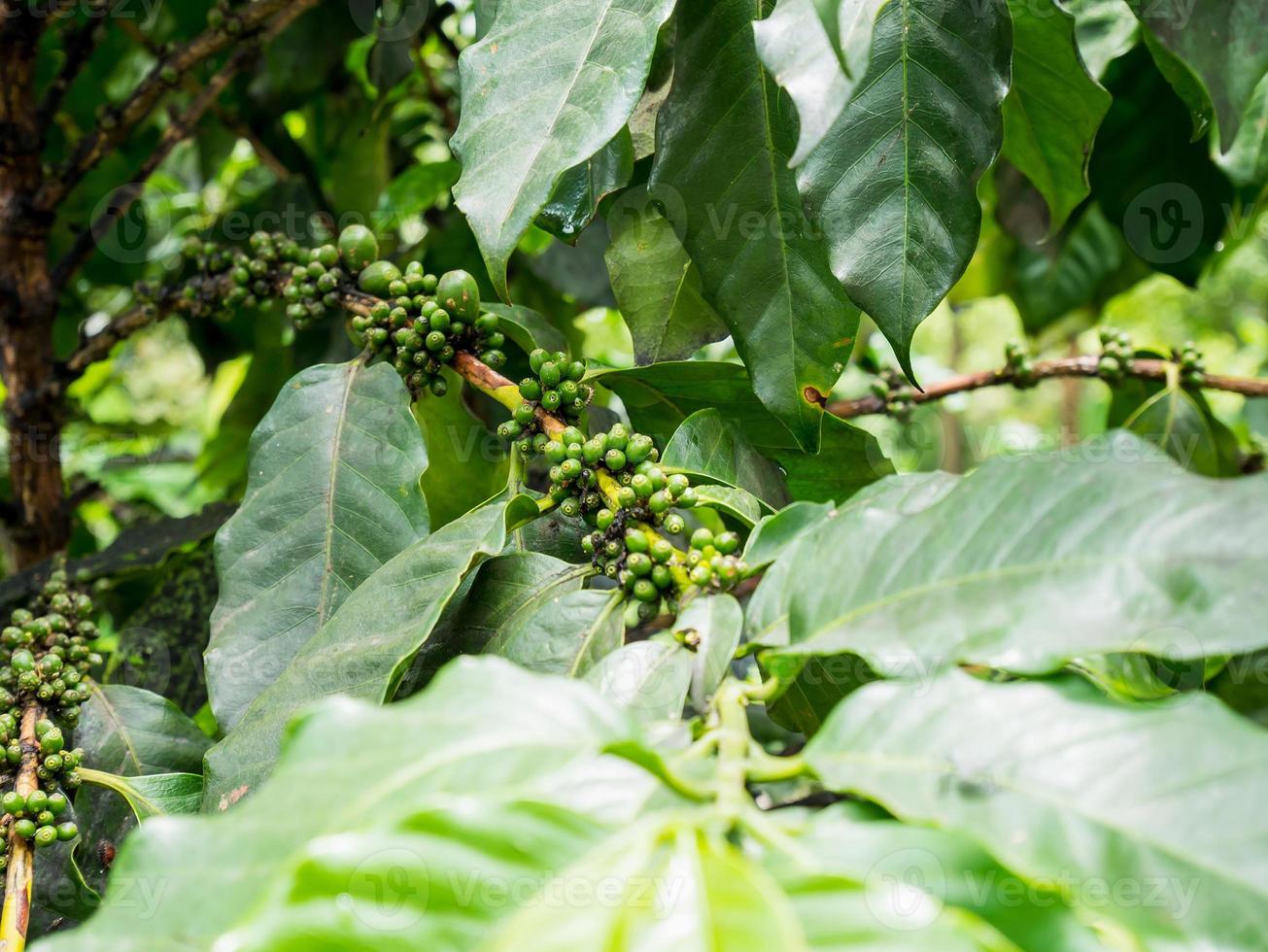 verse koffiebonen in de boom van koffieplanten foto