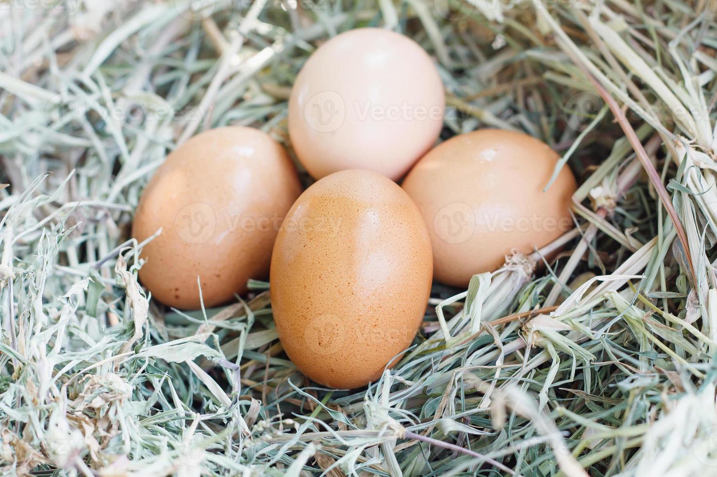 eieren in nest foto