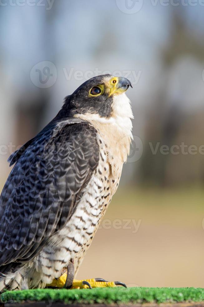 falco peregrinus roofvogel, valkerij. snelste dier. foto