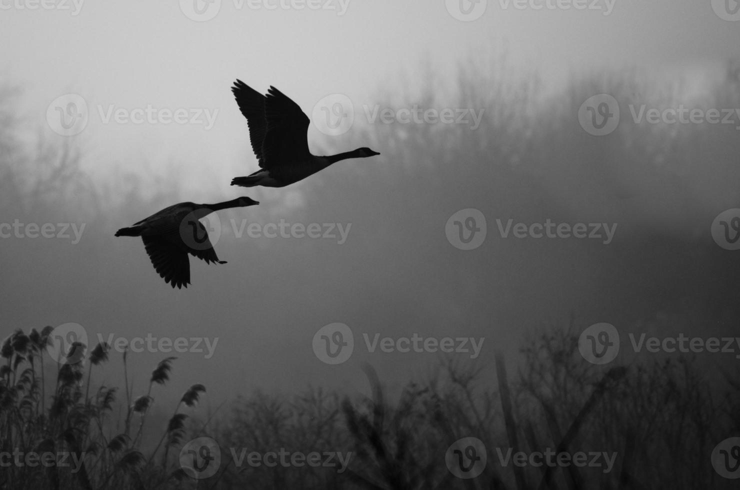 silhouet Canadese ganzen vliegen boven mistig moeras foto