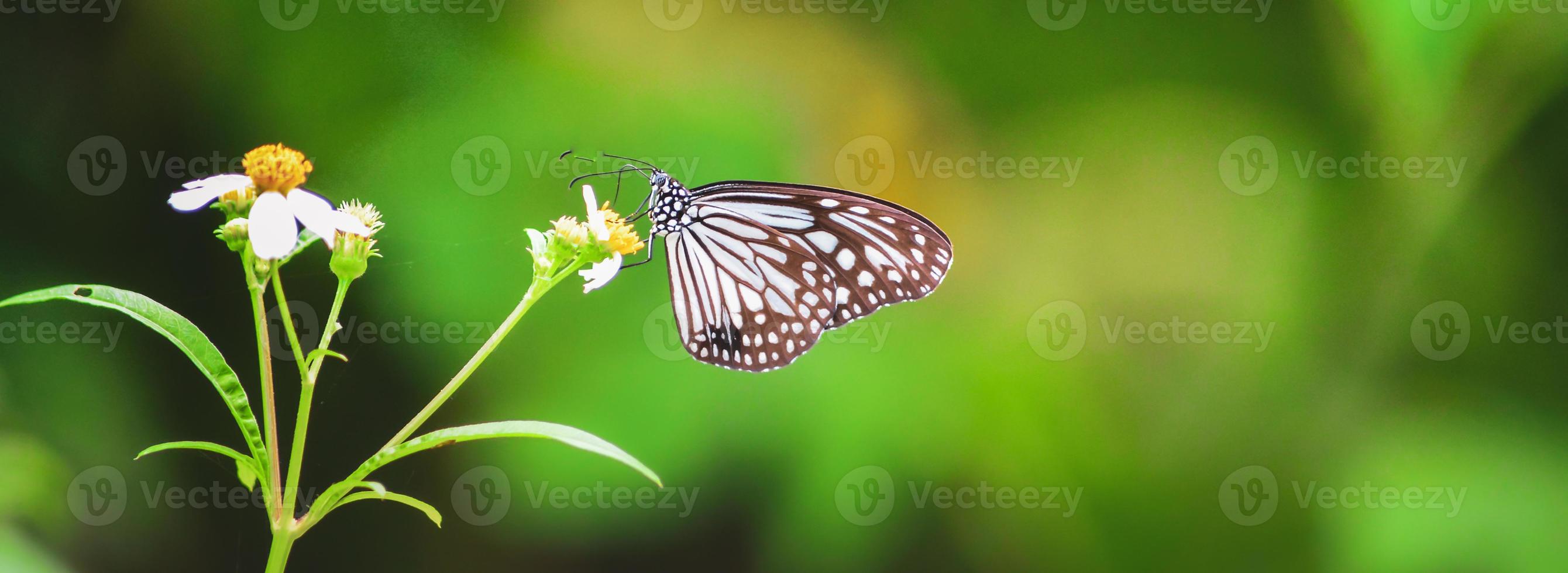 mooie vlinders in de natuur zijn op zoek naar nectar van bloemen in de thaise regio van thailand. foto