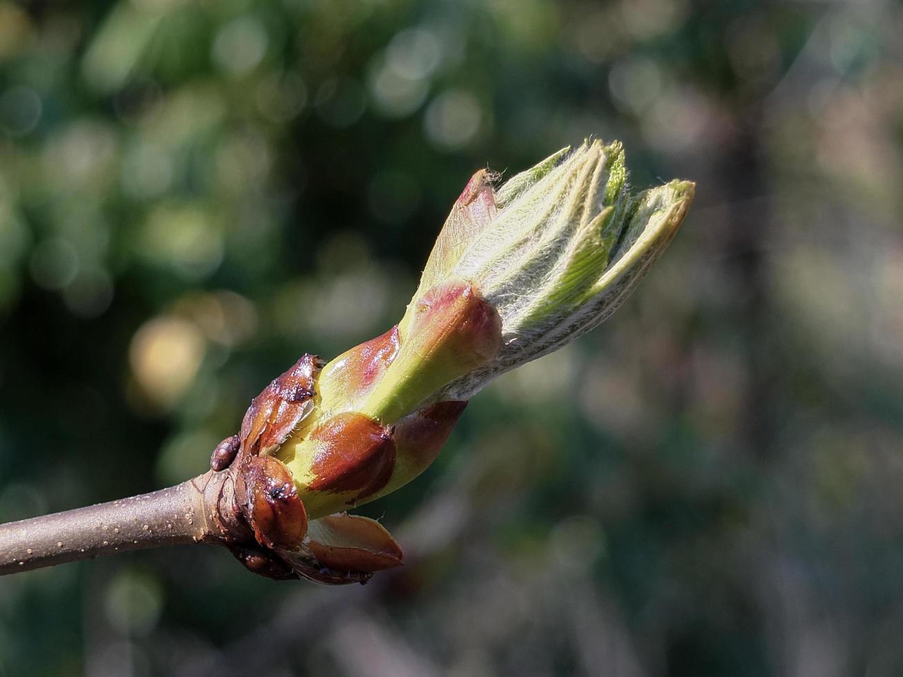 paardekastanje knop foto