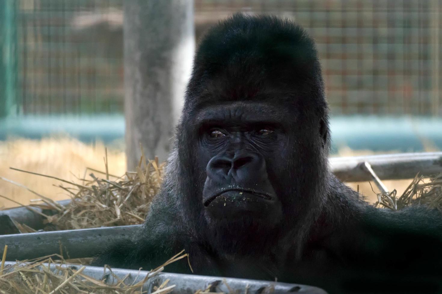 littlebourne, kent, uk, 2015. westelijke laaglandgorilla foto