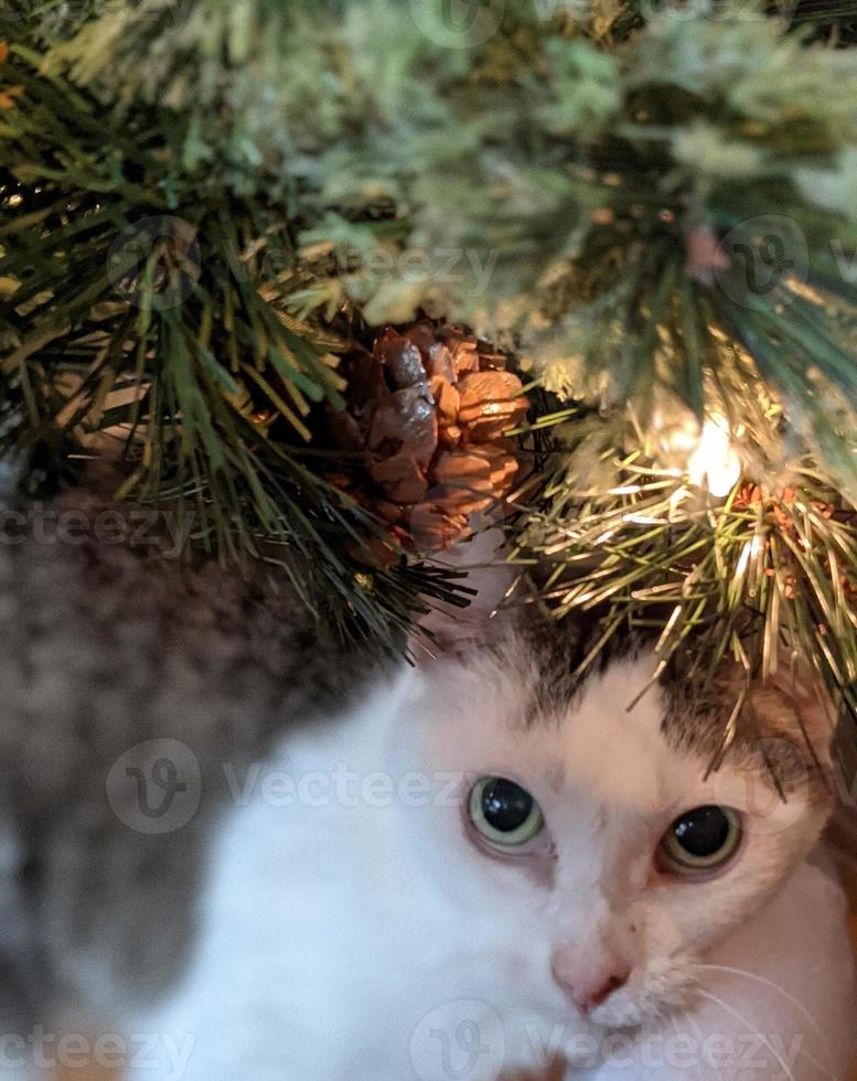 kat die kattenkwaad uithaalt foto