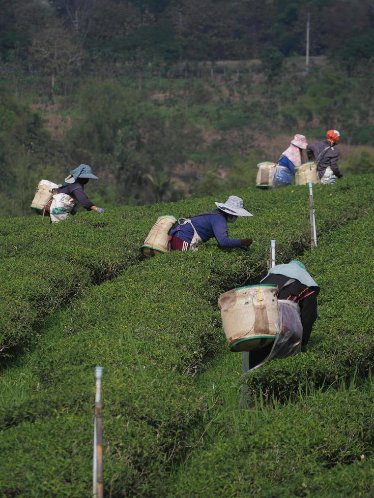 chiang rai, thailand, 2021 - foto van groene theeplukkers in choui fong theeplantage