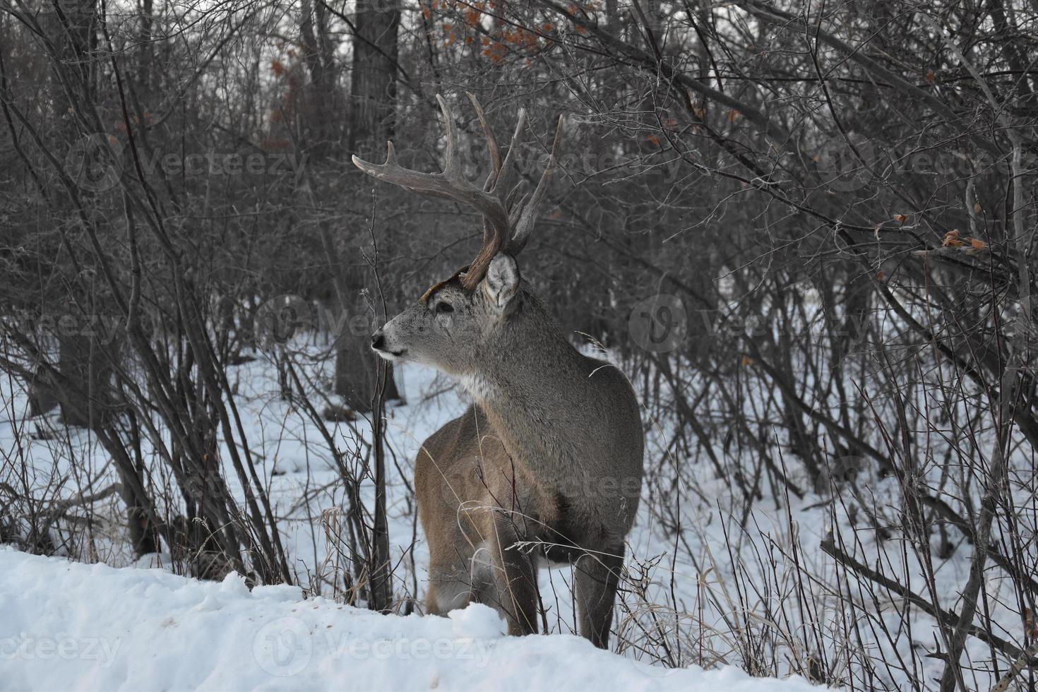 eenzaam hert in de winter foto