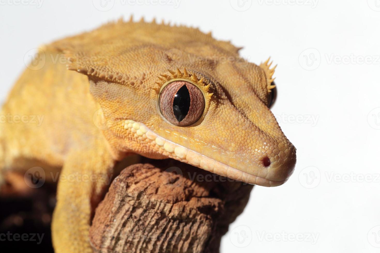 Caledonian crested gecko op witte achtergrond foto