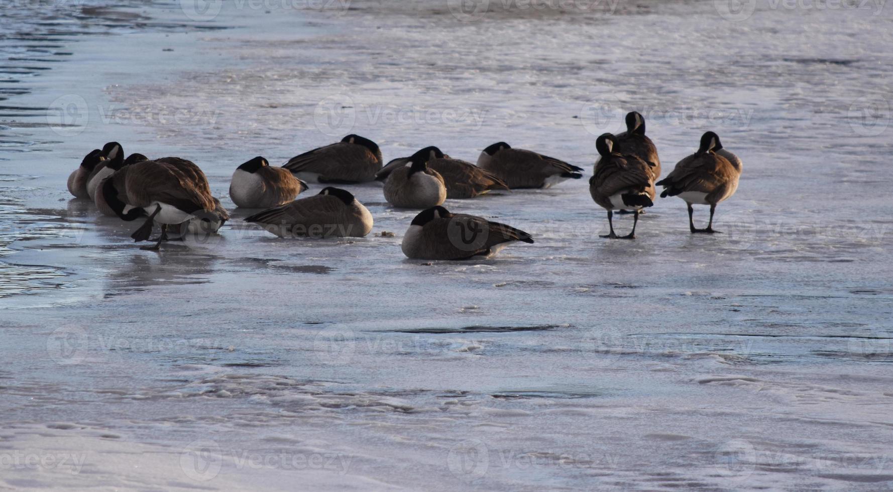 Canadese ganzen op ijs in de buurt van open water foto