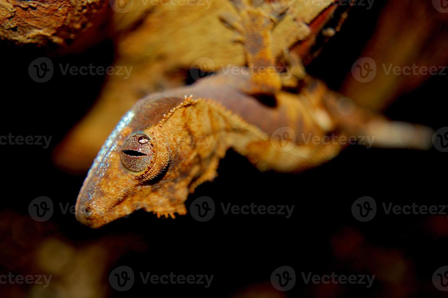 crested gecko foto