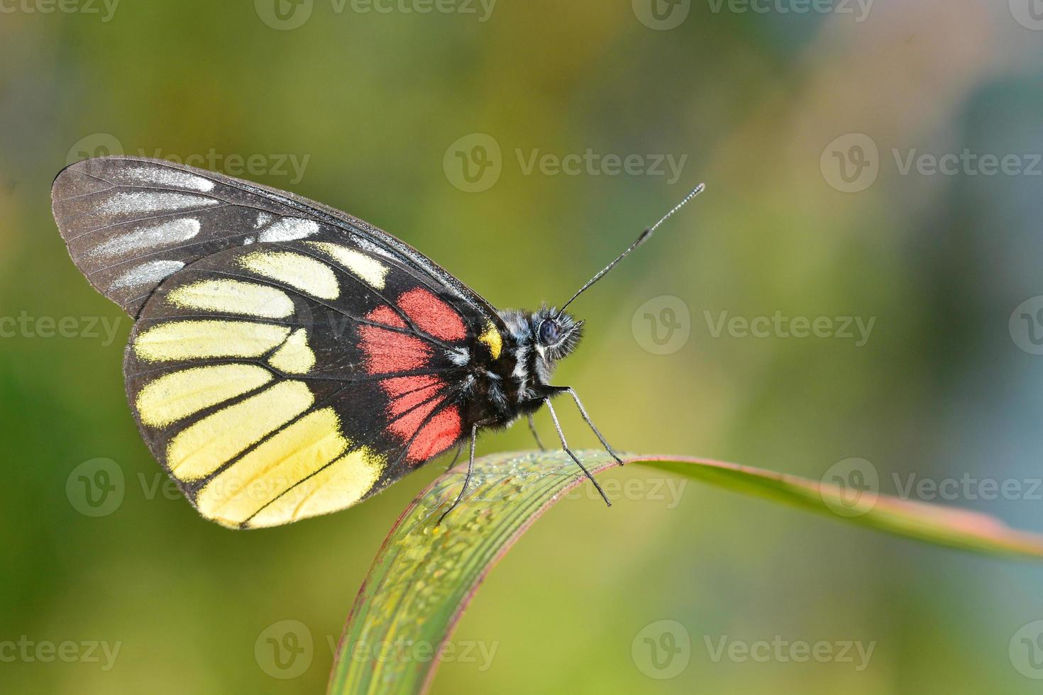 gele vlinder foto