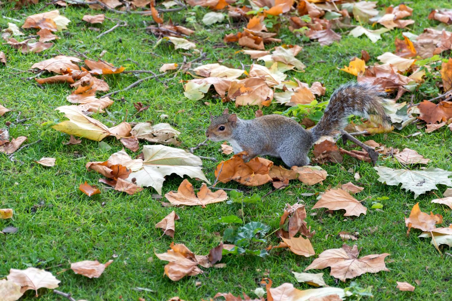 grijze eekhoorn tussen herfstbladeren foto