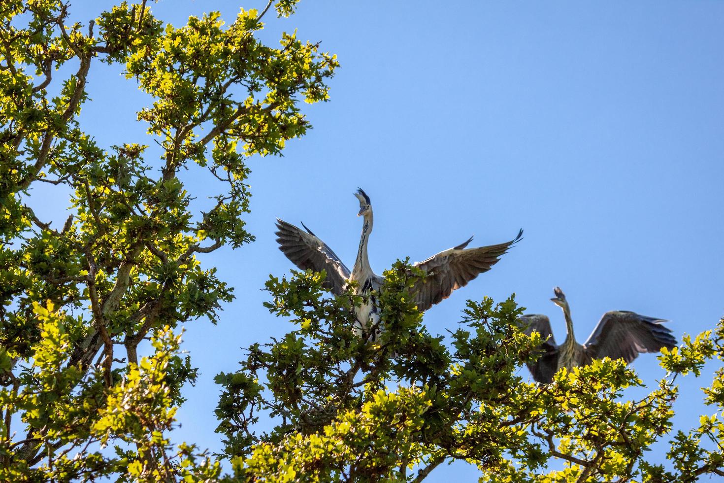 grijze reigers weergeven foto