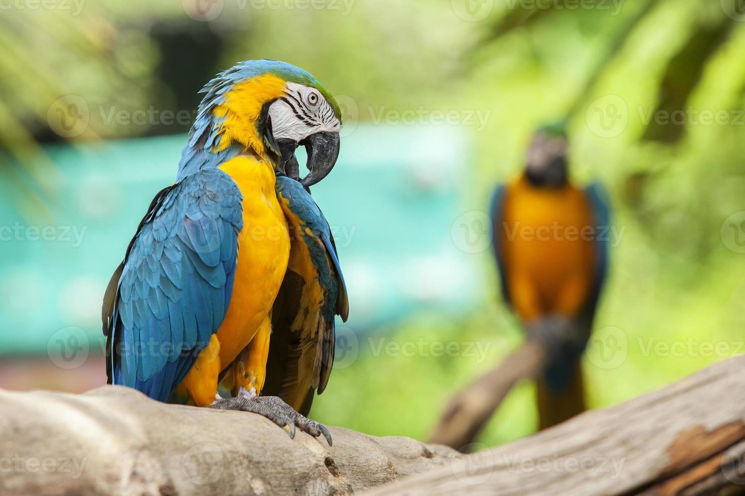 papegaaien foto