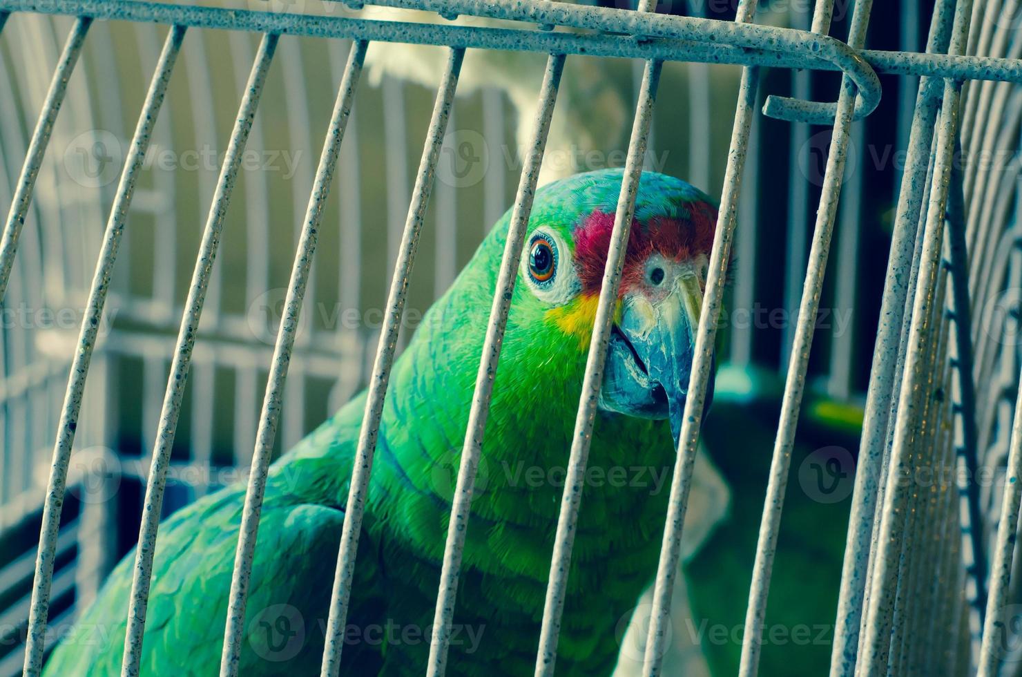 groene papegaai foto