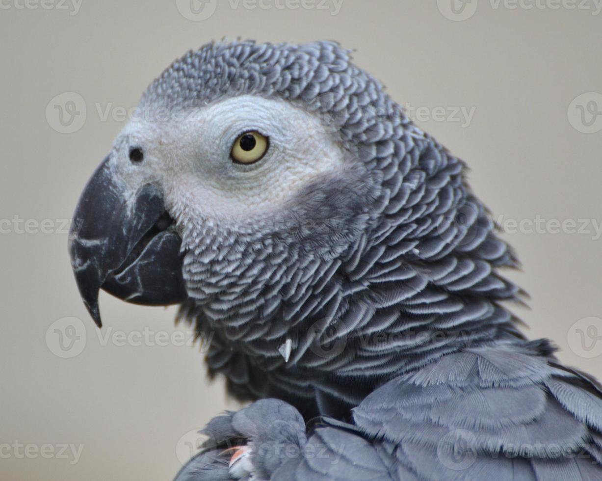 Afrikaanse grijze papegaai foto