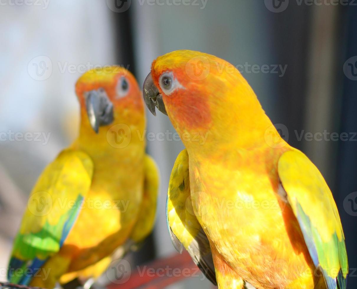 twee papegaaien foto