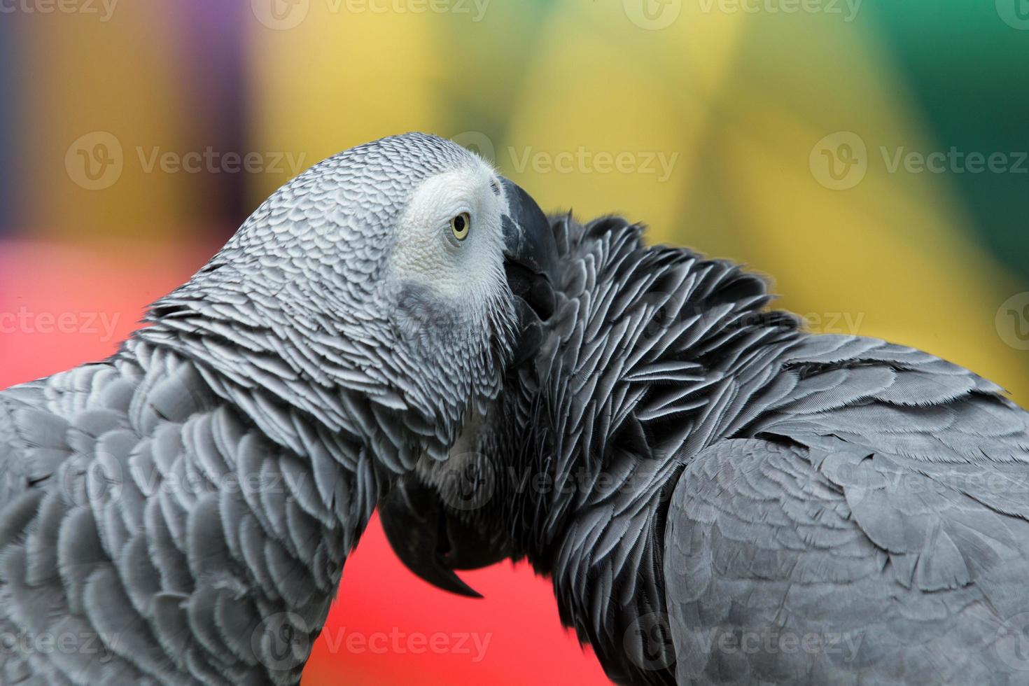 papegaai vogel foto