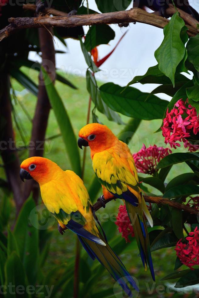 papegaaien afbeelding foto