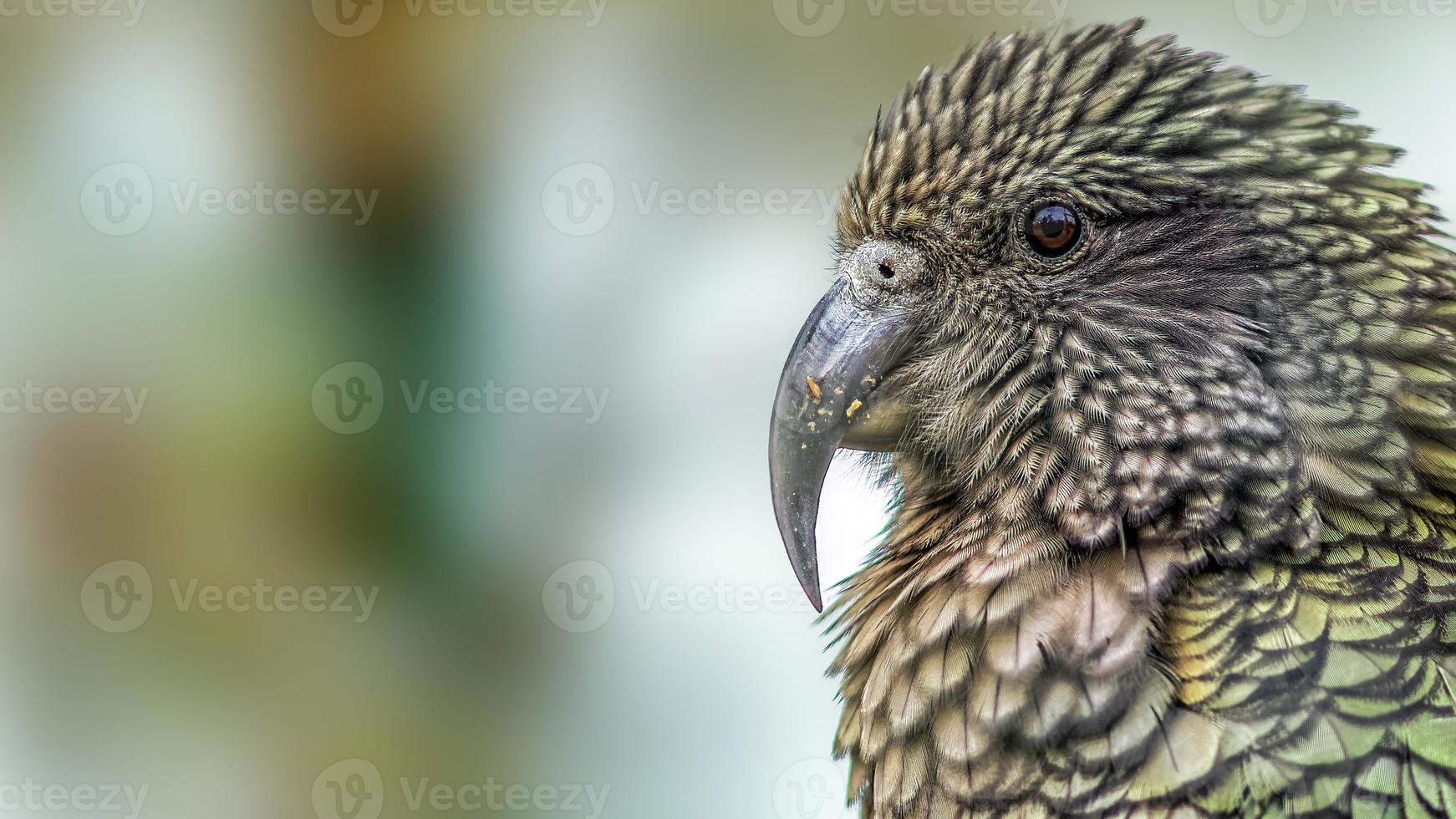 kea papegaai (nestor notabilis) portret (bijgesneden versie). foto