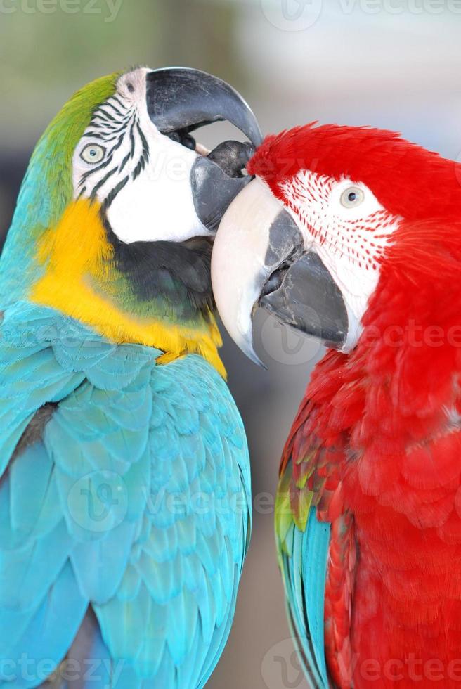 paar mccaw papegaaien die hun veren gladstrijken foto