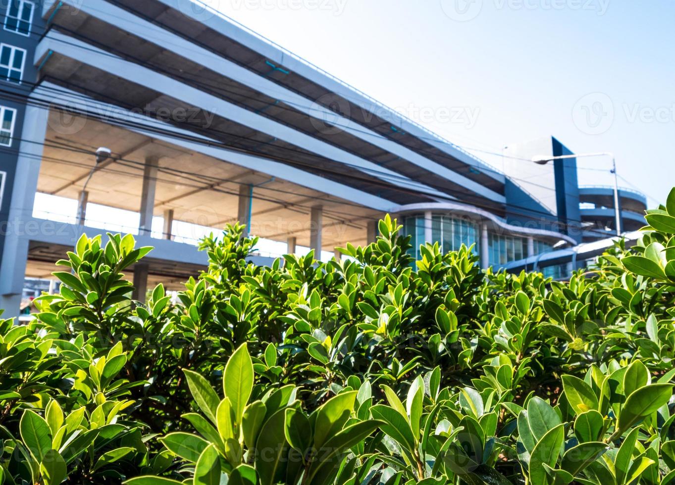 kleine struik van banyanboom en het parkeerterreingebouw foto