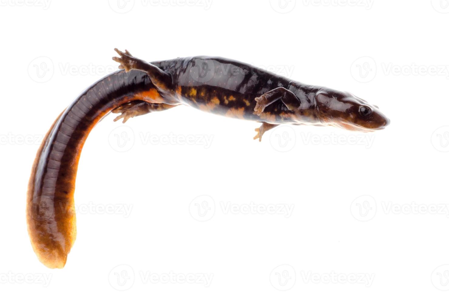amfibie salamander newt foto