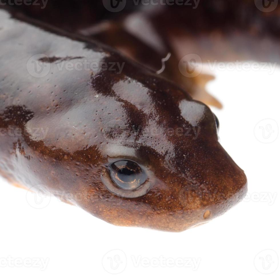 amfibie salamander newt foto