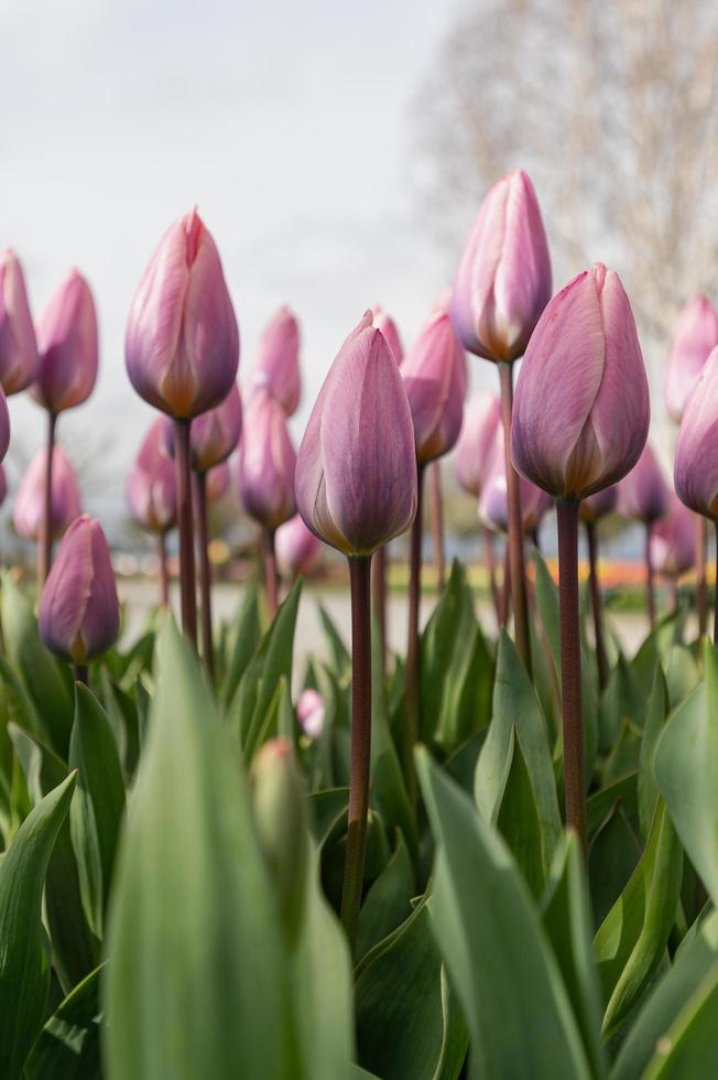 tulpen bloeien in een veld aan het begin van de lente op een bewolkte dag foto