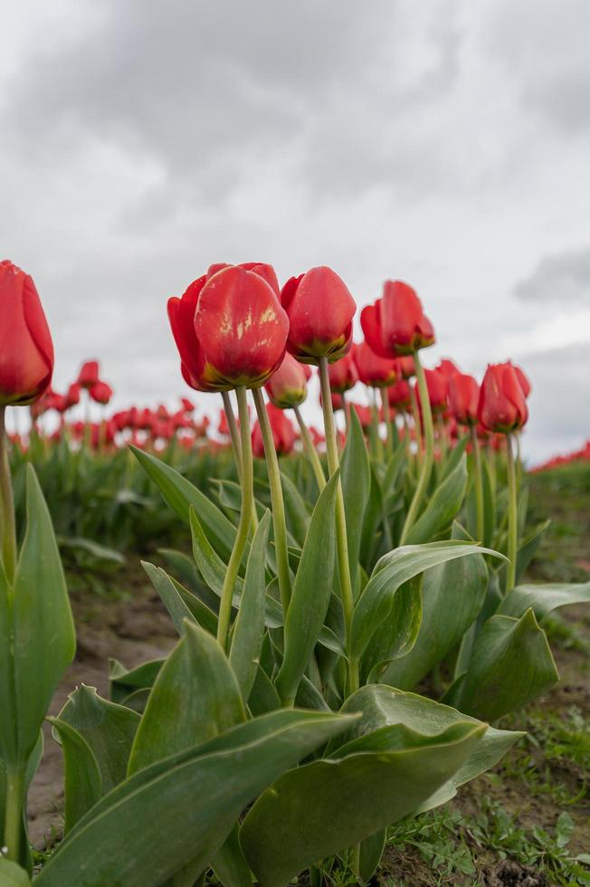 tulpen bloeien in een veld aan het begin van de lente op een bewolkte dag foto