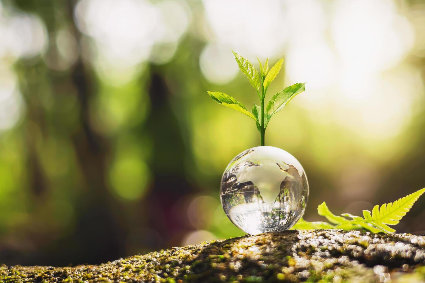 plantengroei op bolglas in de natuur. concept eco aarde dag foto