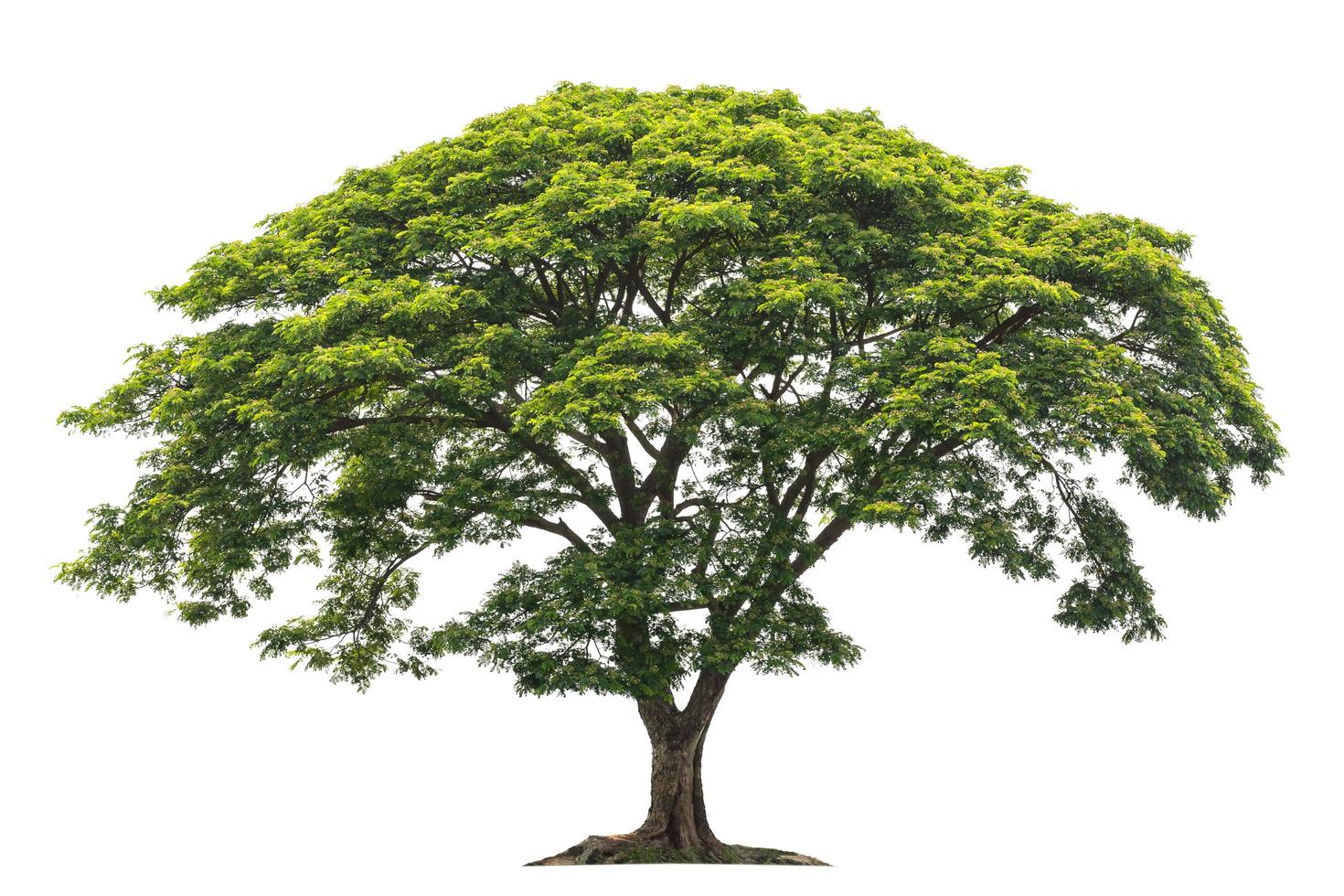 grote groene boom isoleren op witte achtergrond foto