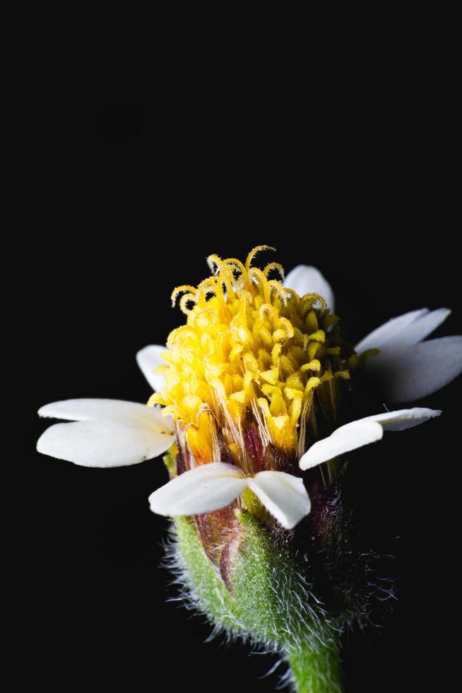 close-up kleine gele bloem en zwarte achtergrond foto