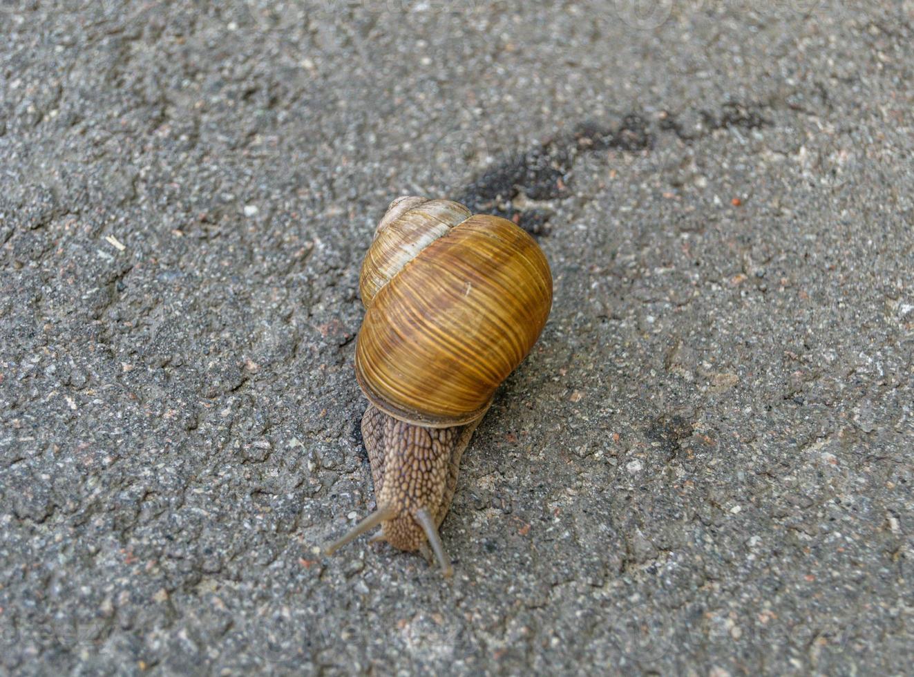 grote tuinslak in schelp kruipend op natte weg foto