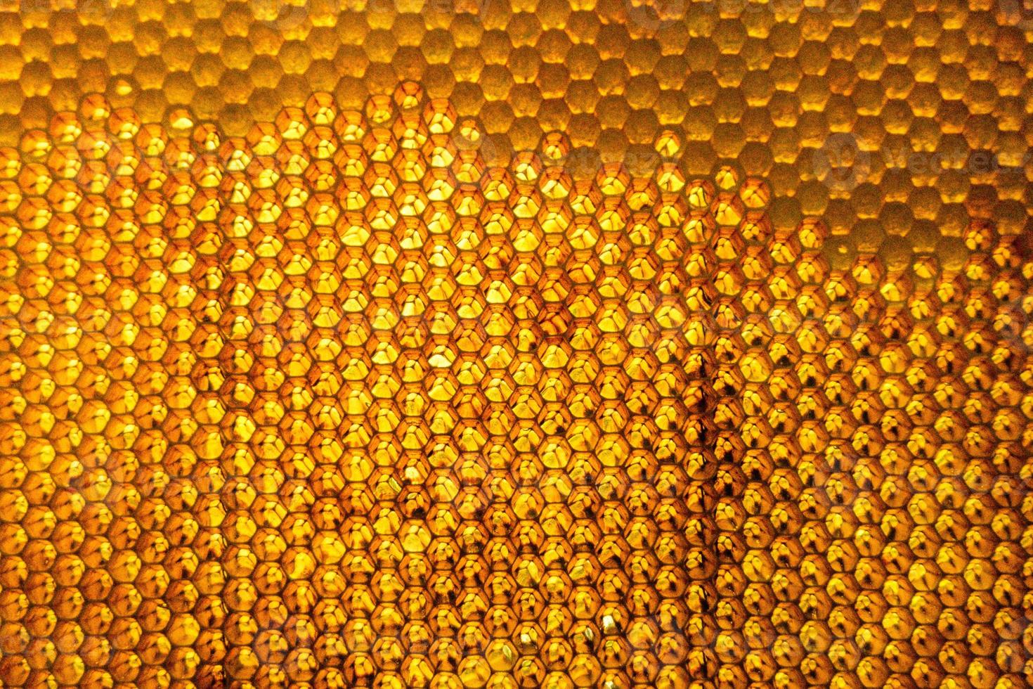 honingraat van bijenkorf gevuld met gouden honing foto