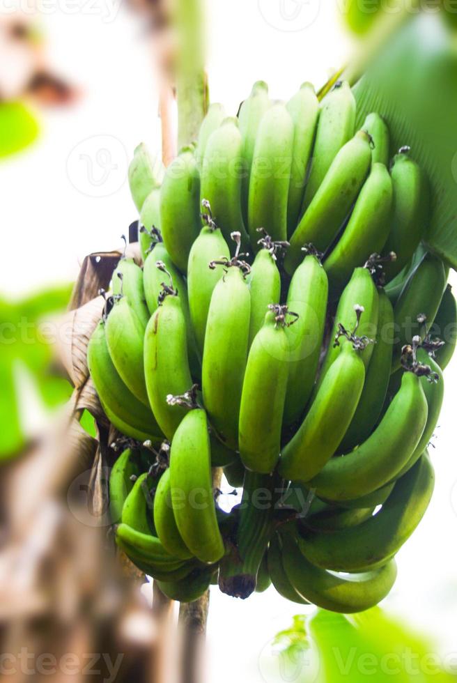 groene banaan in boerenrijst in Zuid-Thailand foto