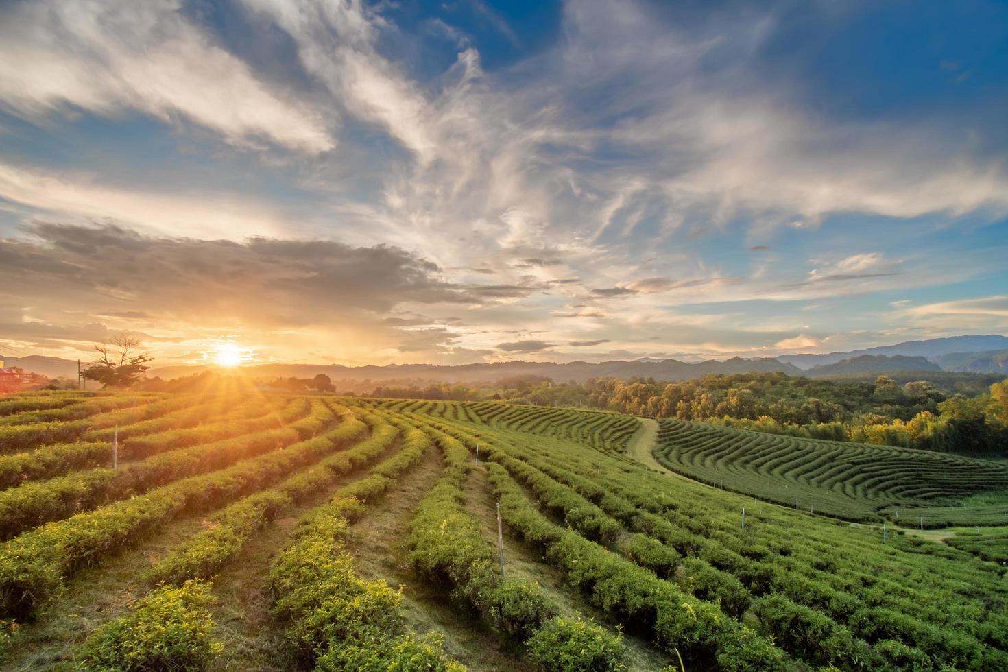 prachtige zonsondergangen bij chui fong theeplantage chiang rai thailand. foto