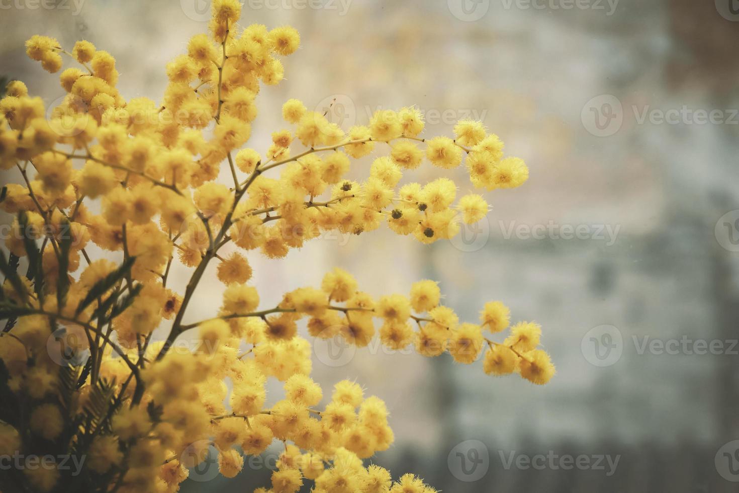 mimosa gele pluizige bloemen op de vensterbank op een bleke achtergrond foto