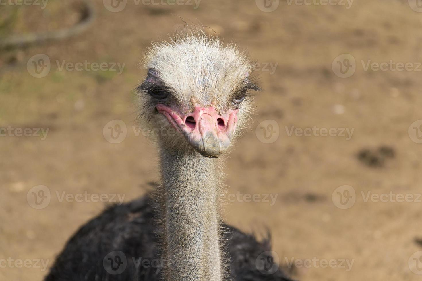 struisvogel foto