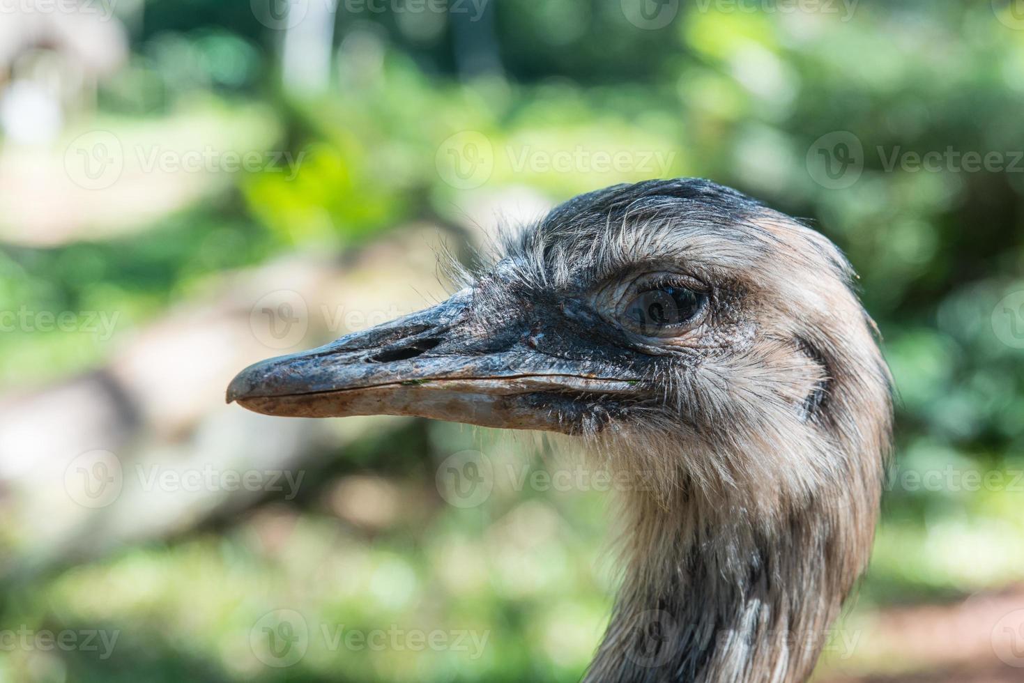 struisvogel foto