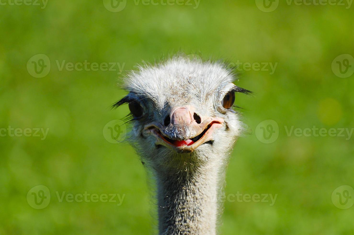 struisvogel hoofd foto